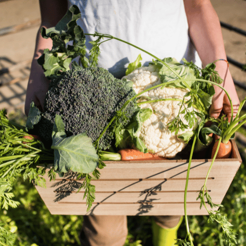 bio garden veggies