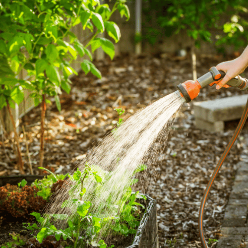 watering plants