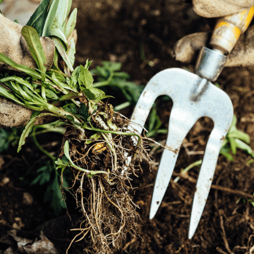 weeding in garden